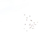 Free as a bird by Marika Huisman thumbnail