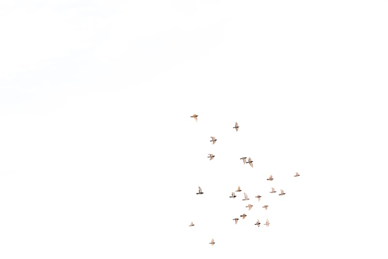 Free as a bird by Marika Huisman