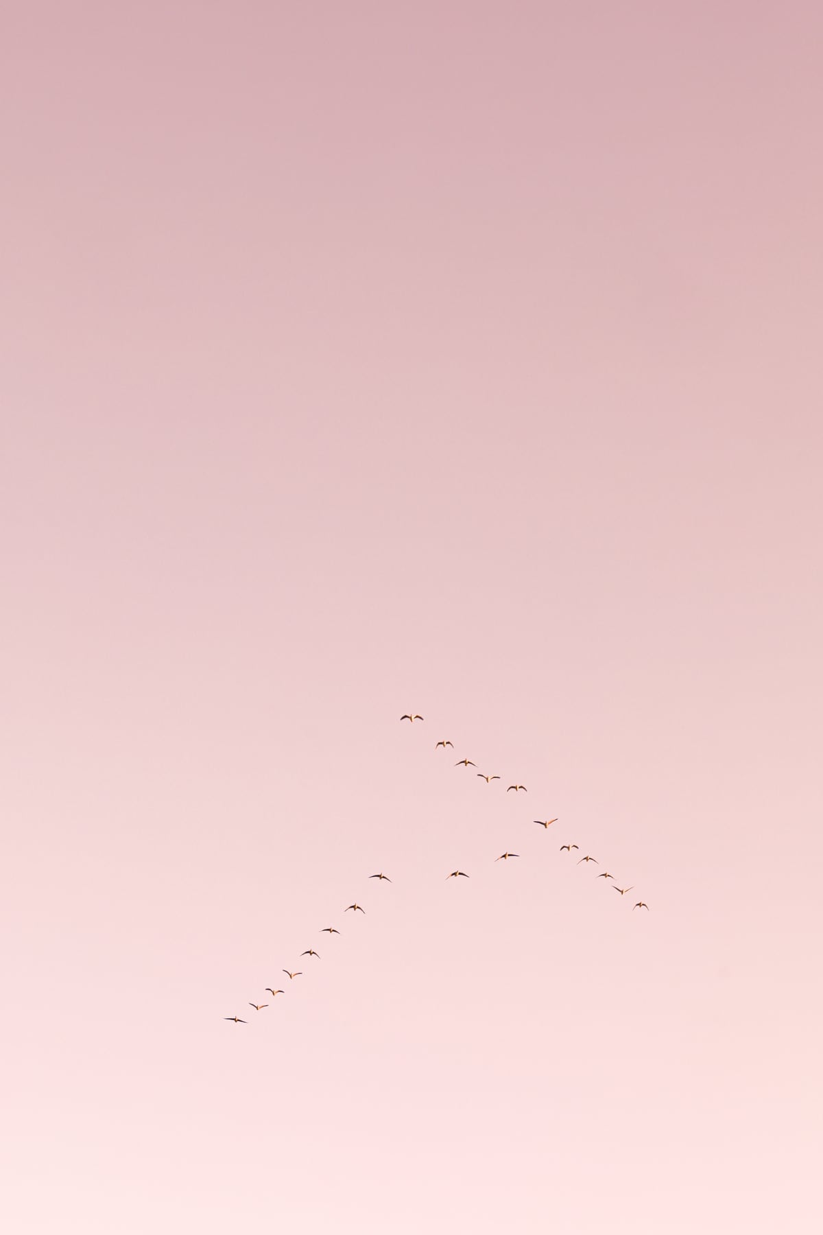 Graceful flight amidst the pink horizon by Marika Huisman