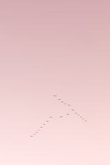Graceful flight amidst the pink horizon by Marika Huisman thumbnail