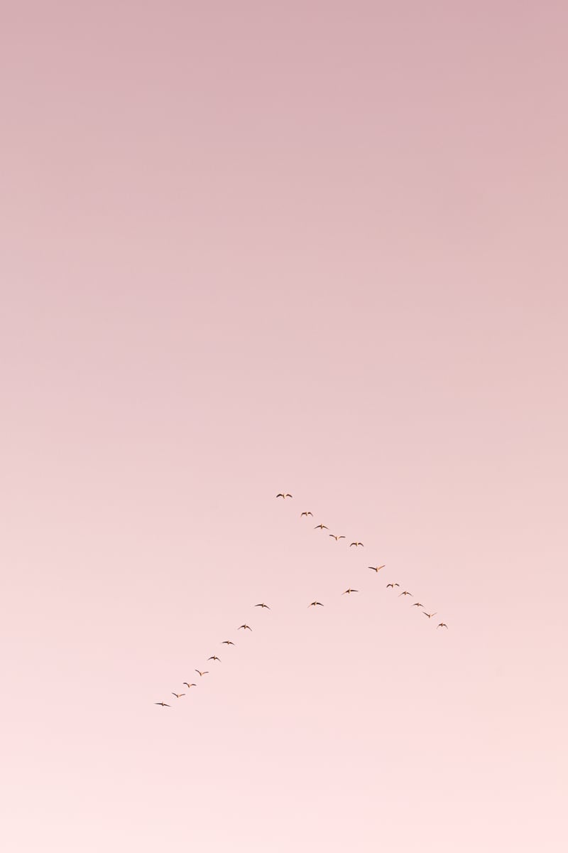 Graceful flight amidst the pink horizon by Marika Huisman