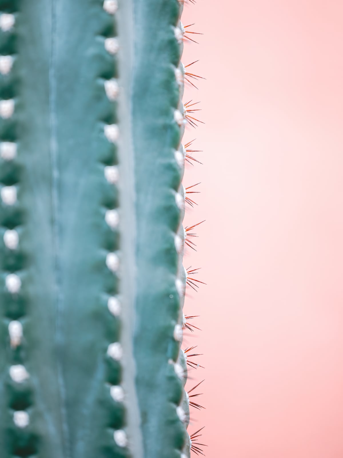 Spiky Cactus by Marika Huisman