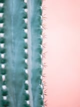 Spiky Cactus by Marika Huisman thumbnail