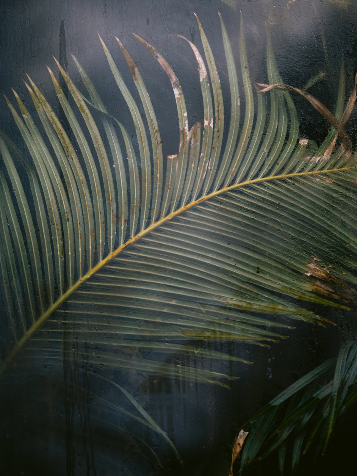 Palm behind the glass by Marika Huisman