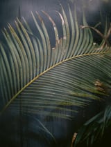 Palm behind the glass by Marika Huisman thumbnail