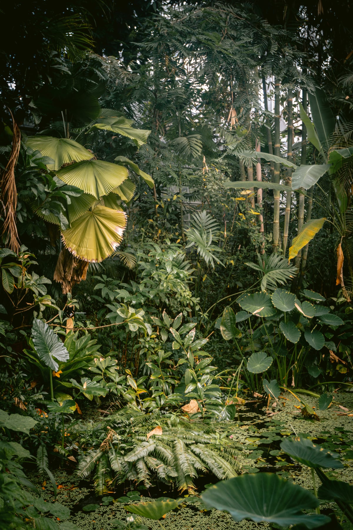 A small jungle in a green house by Marika Huisman