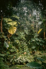 A small jungle in a green house by Marika Huisman thumbnail