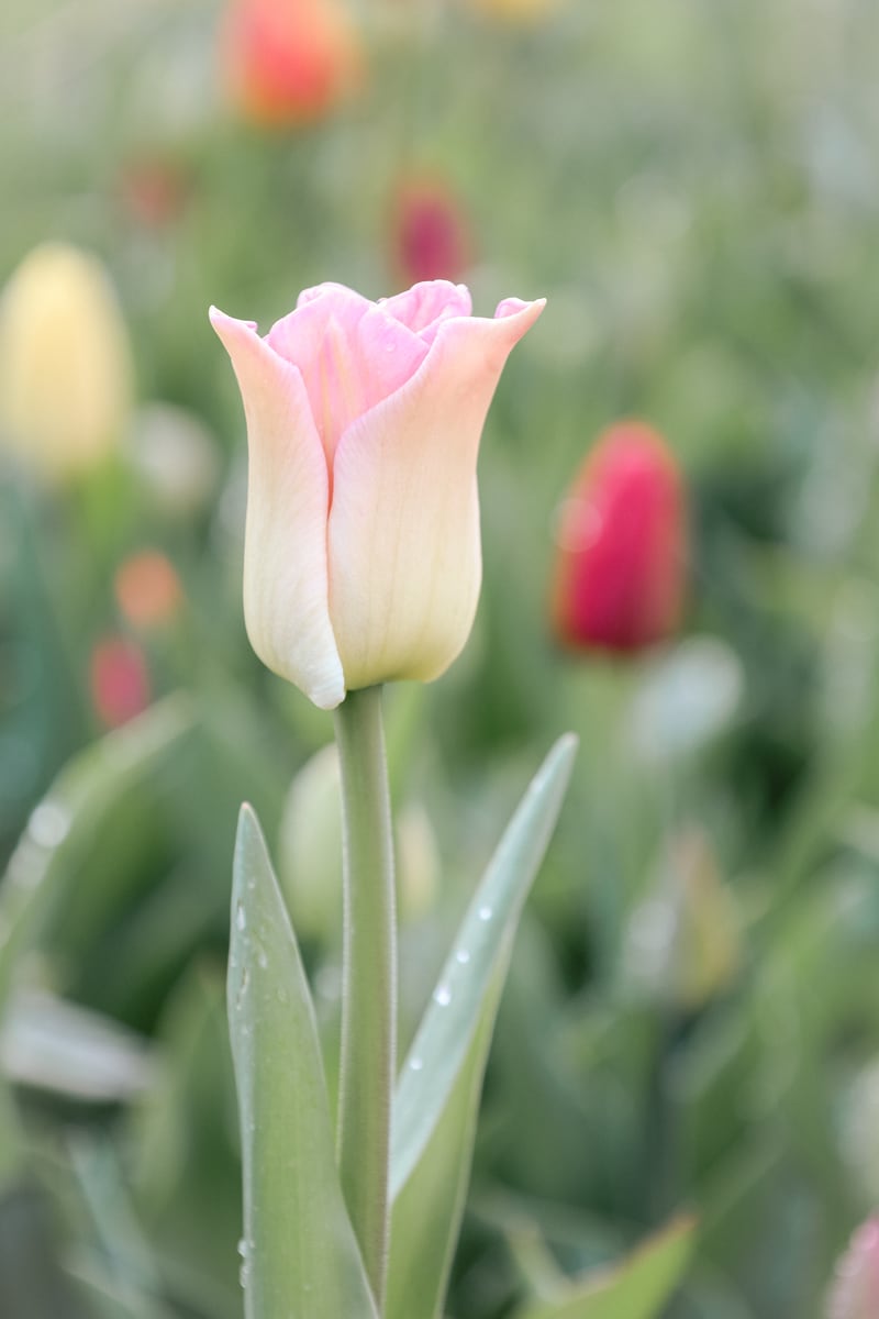 Ethereal Elegance: The soft pink tulip by Marika Huisman