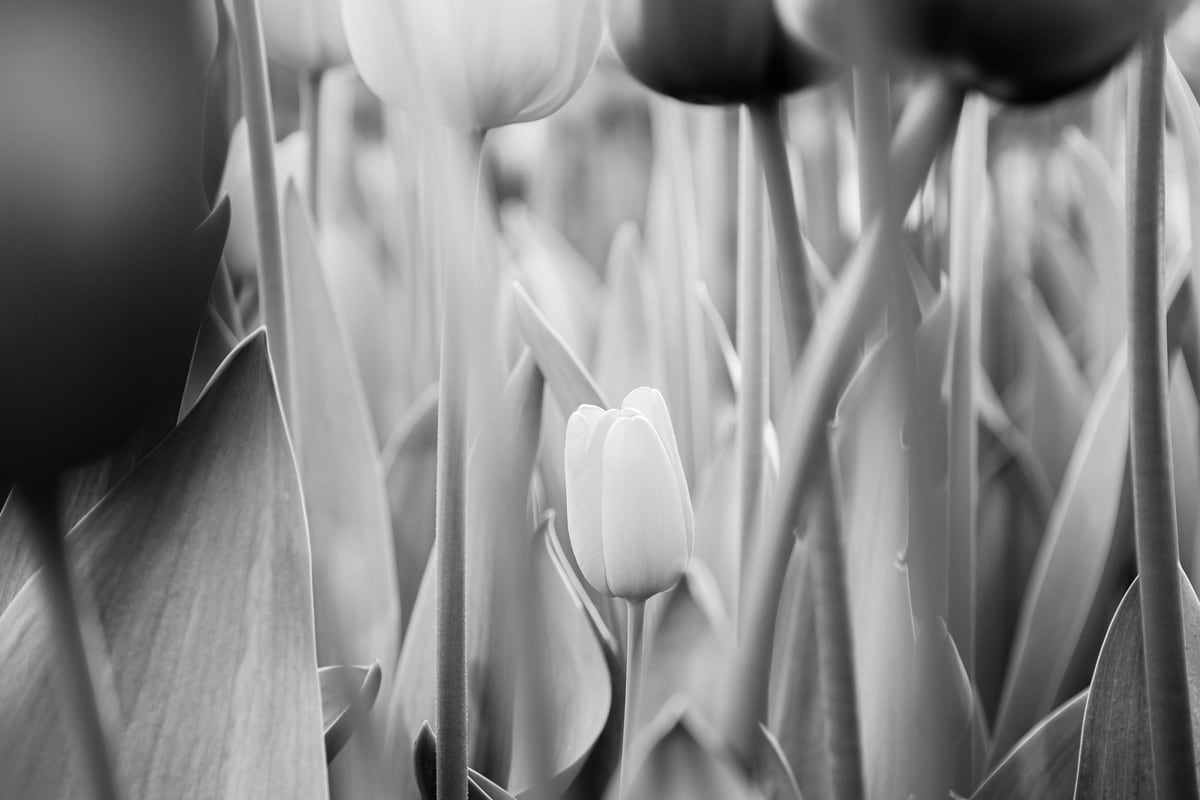Tulip in the spotlight | Floral Photography | Black and White  by Marika Huisman