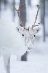White Reindeer by Marika Huisman thumbnail