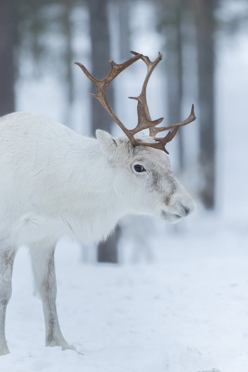 Portrait of a reindeer by Marika Huisman