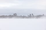 Blizzard by Marika Huisman thumbnail