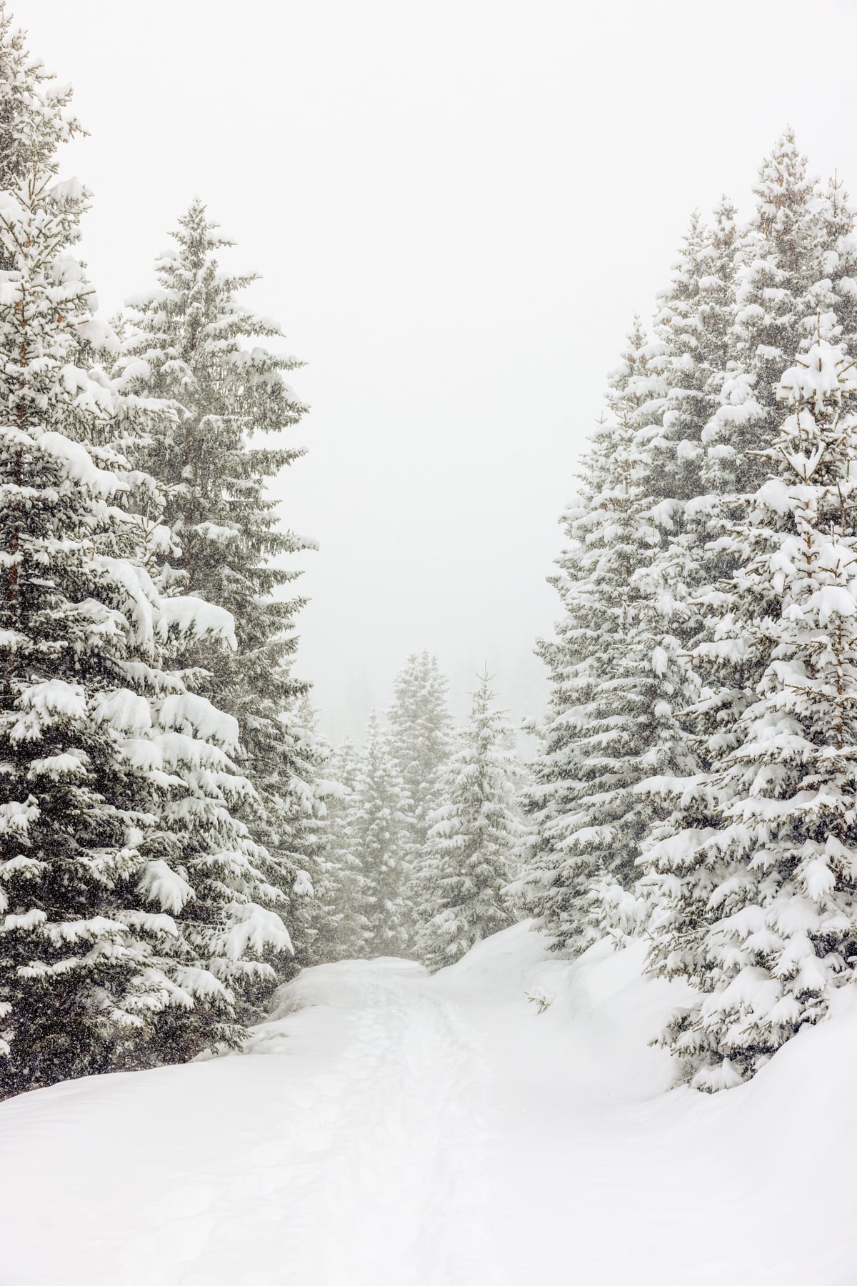 Walk in the winter forest by Marika Huisman