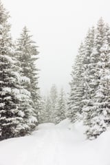 Walk in the winter forest by Marika Huisman thumbnail