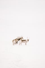 Reindeer in the snow by Marika Huisman thumbnail