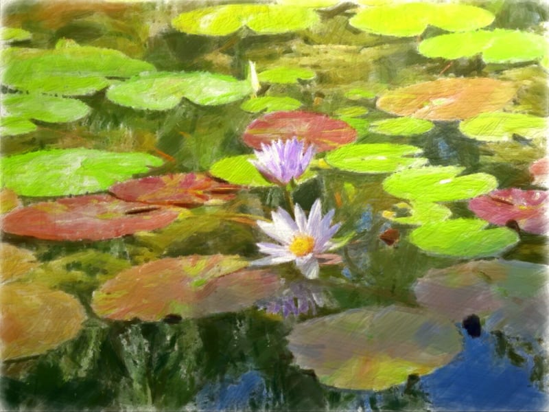 Floating in the water by Charming Magnolia