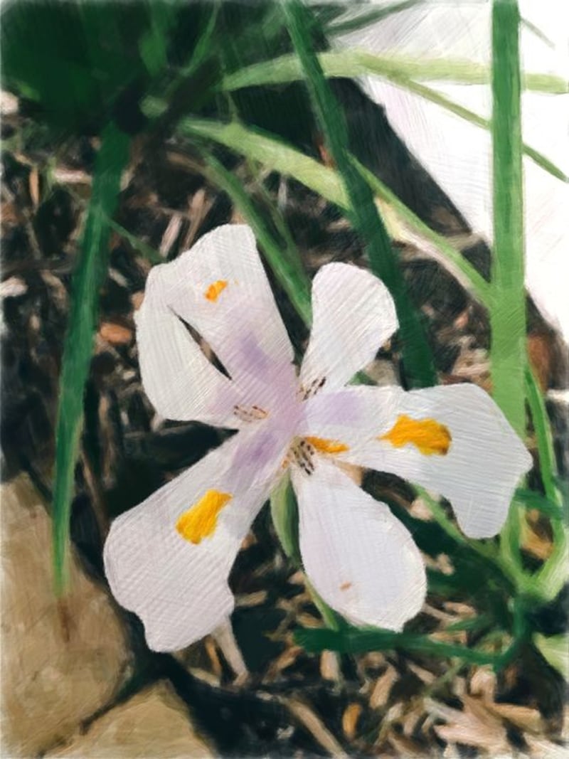 Lily by Charming Magnolia