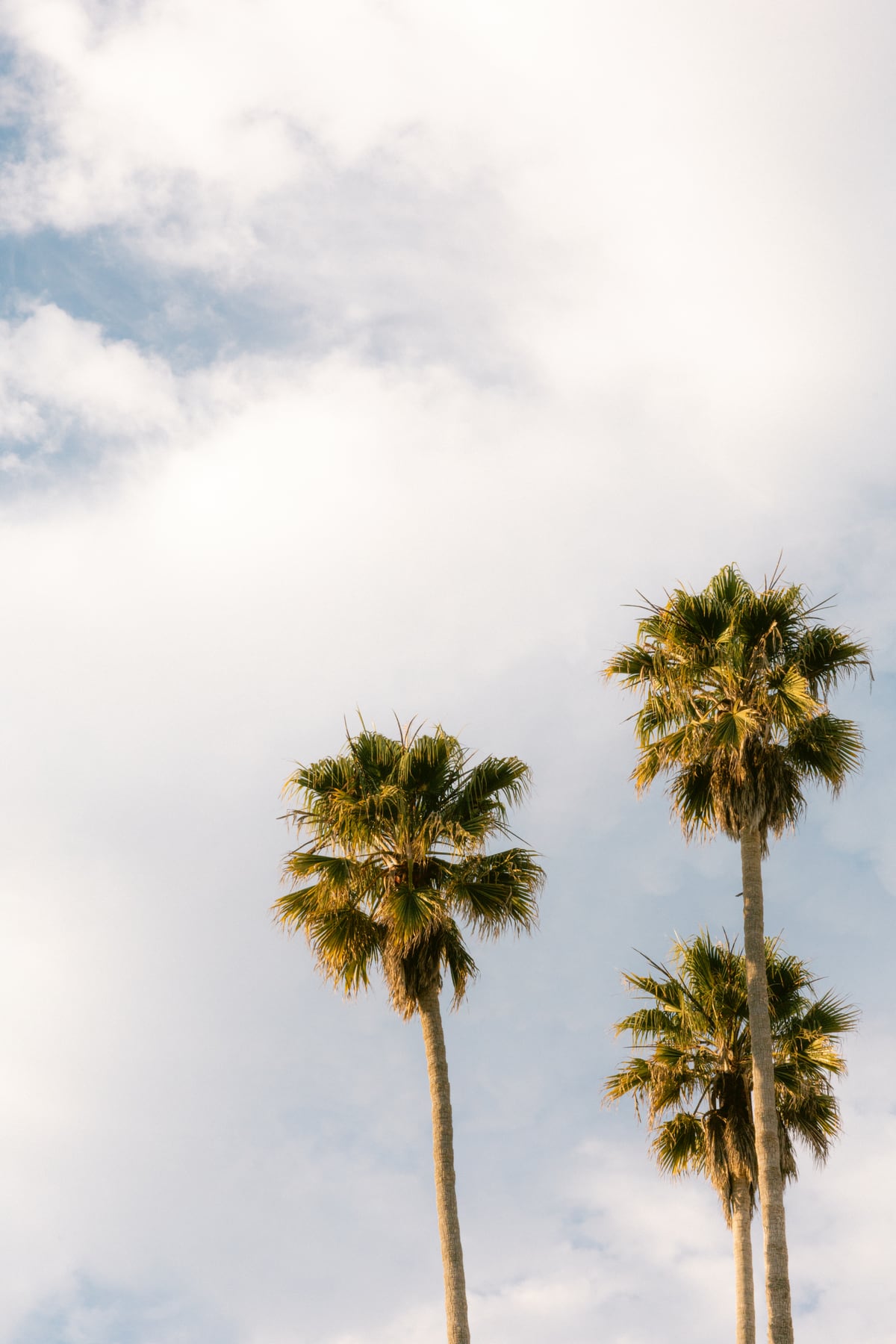 Sunset Palm Trees at California Boulevard by Marika Huisman