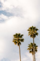 Sunset Palm Trees at California Boulevard by Marika Huisman thumbnail
