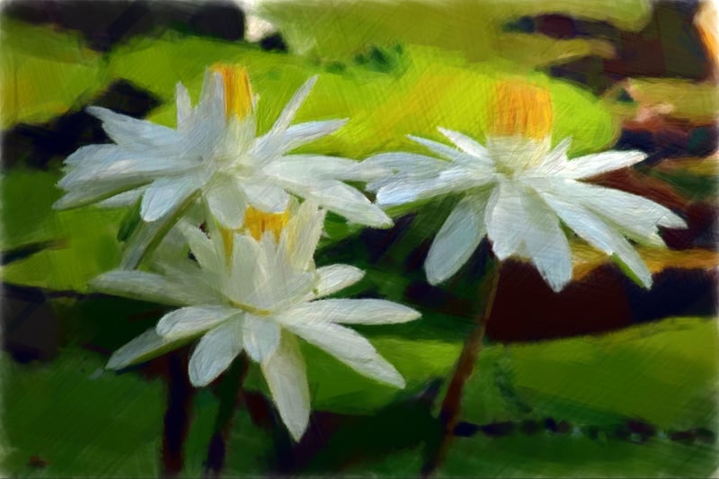 Water Lilies by Charming Magnolia