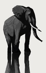 Elephant by Animal Prints thumbnail