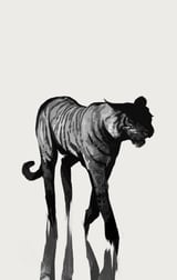 Tiger  by Animal Prints thumbnail