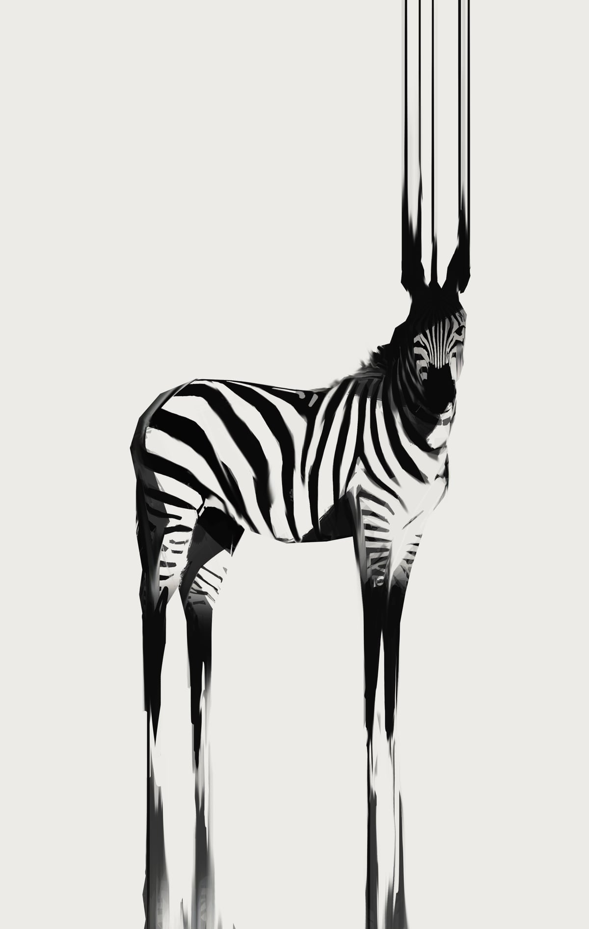 Zebra  by Animal Prints