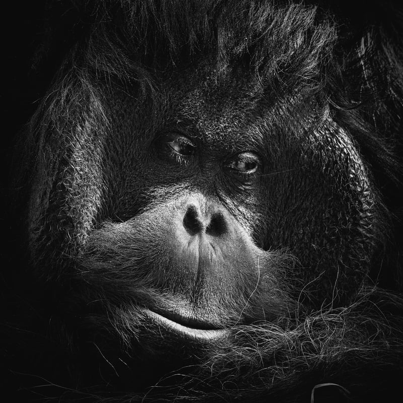 Reasoning by Leo Brix