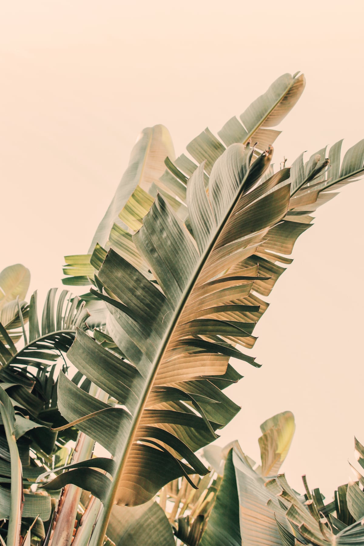Growing Green Alicia Bock by ALICIA BOCK
