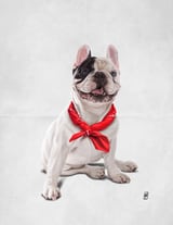Frenchie (Wordless) by Rob Snow thumbnail