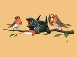 Cock Robin Colour by Rob Snow thumbnail