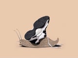 The Sneaker Colour by Rob Snow thumbnail