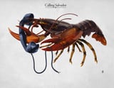 Calling Salvador by Rob Snow thumbnail