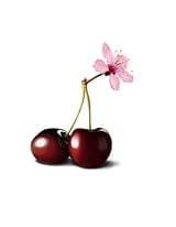 Cherry Blossom by Rob Snow thumbnail