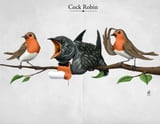 Cock Robin by Rob Snow thumbnail