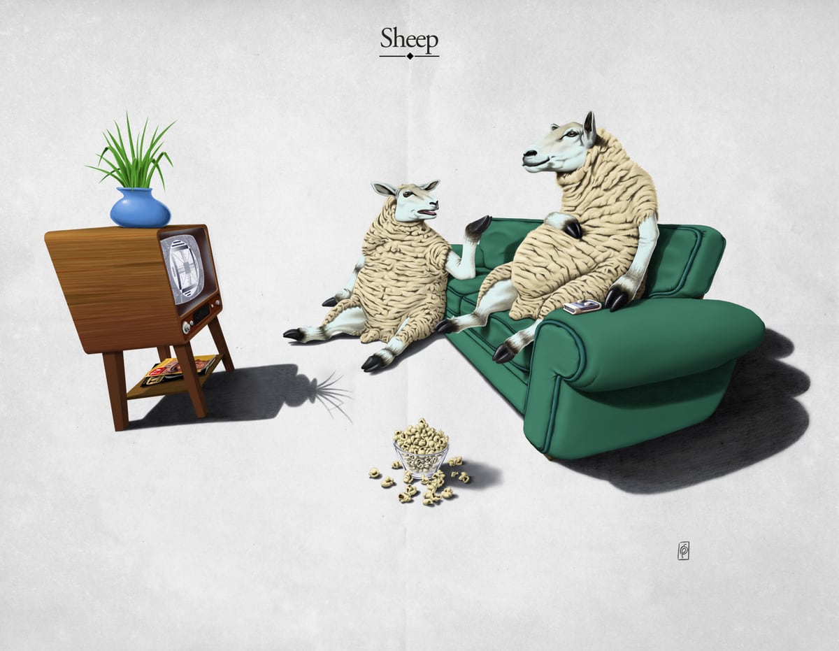 Sheep by Rob Snow
