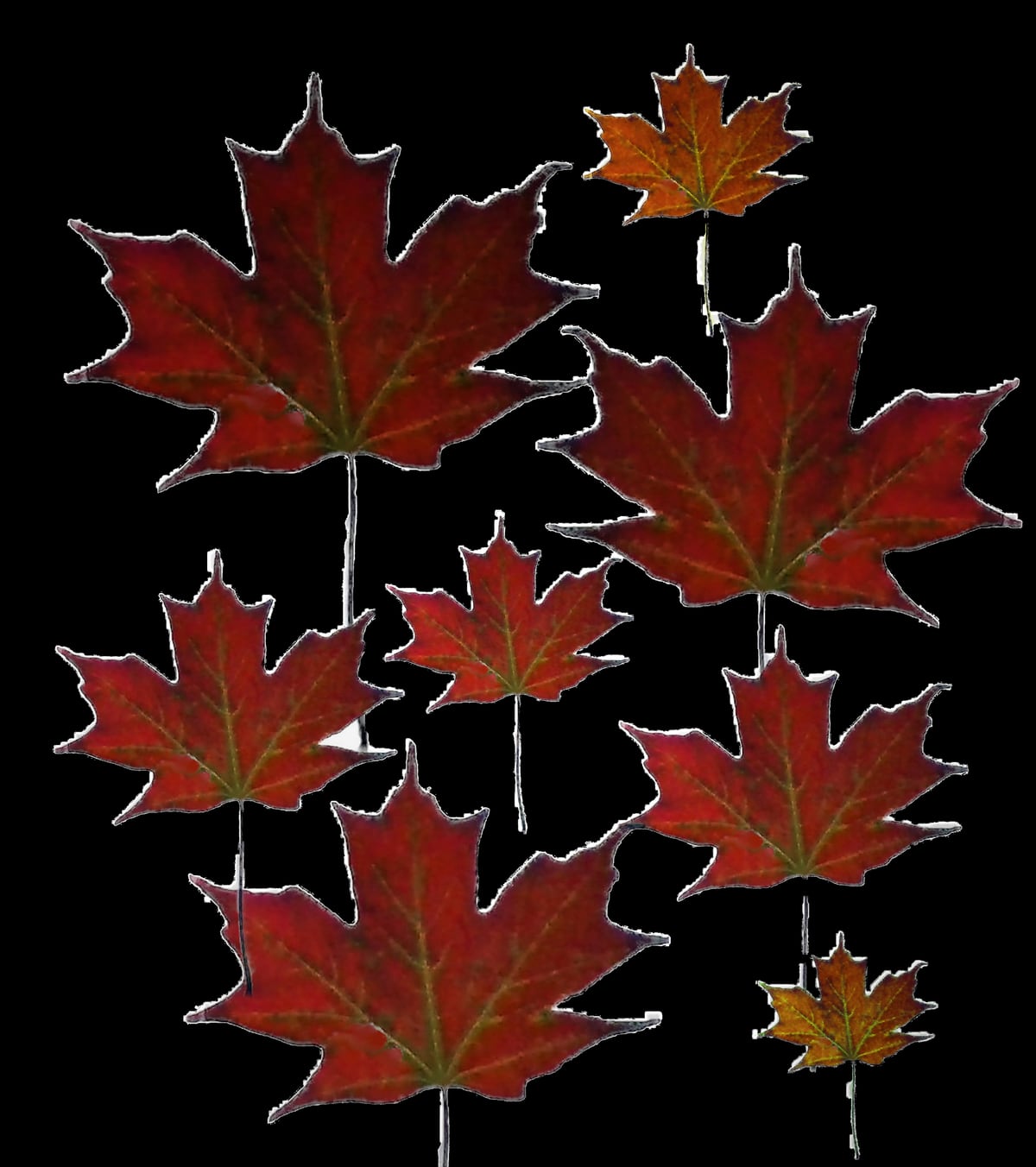 Autumn leaves (2) by Coliflower