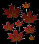 Autumn leaves (2) by Coliflower thumbnail