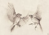 Birds by Mike Koubou thumbnail
