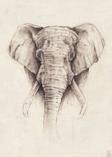 Elephant by Mike Koubou thumbnail