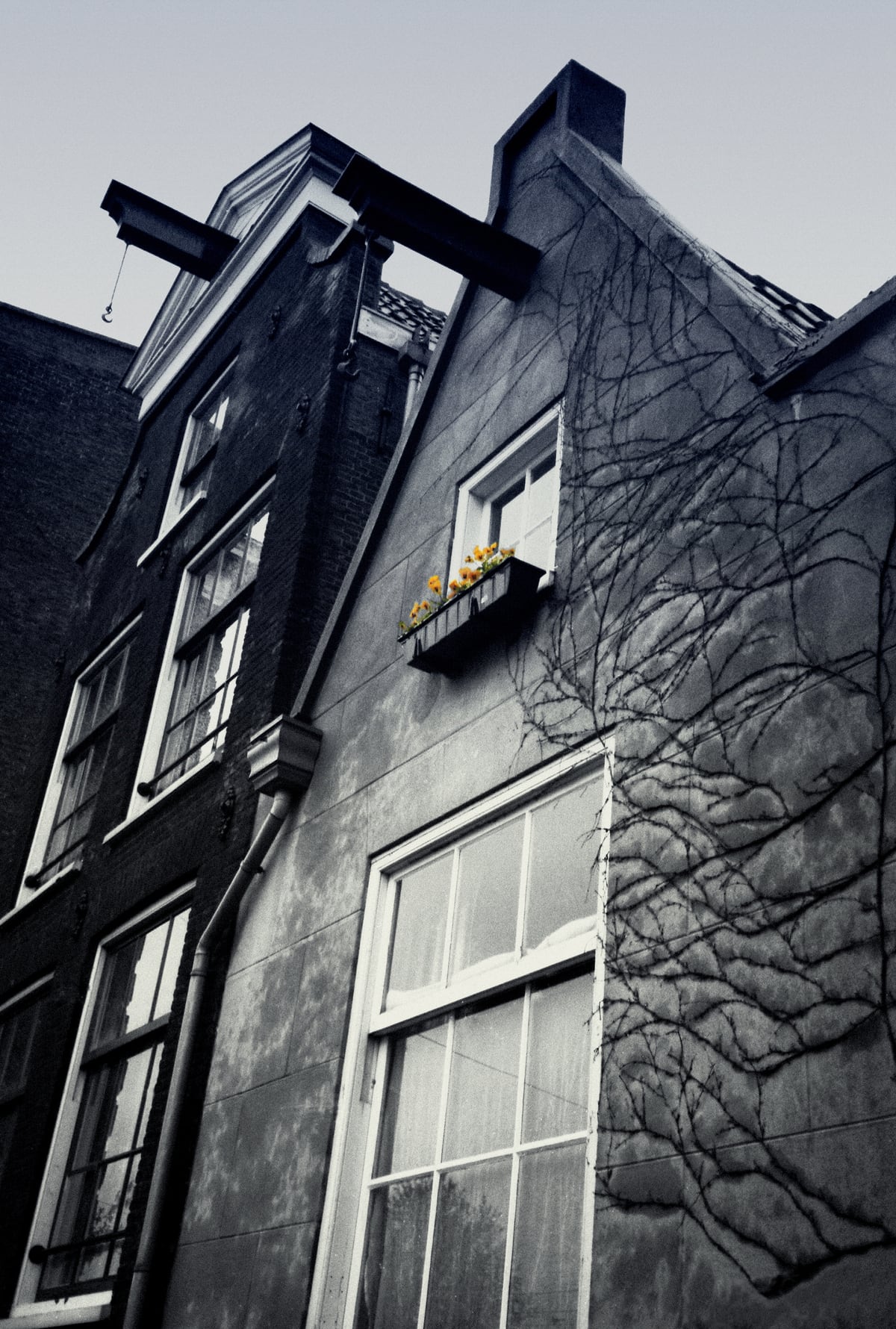 Amsterdam. House With Yellow Flowers. by BlackLineWhite