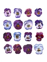 A Watercolour Study Of Violas by Charlotte Hogg Design thumbnail