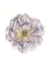 A Peony In Grey Std by Charlotte Hogg Design thumbnail