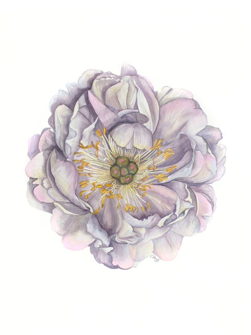 A Peony In Grey Std by Charlotte Hogg Design
