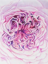 A Rose Is A Rose Std by Charlotte Hogg Design thumbnail