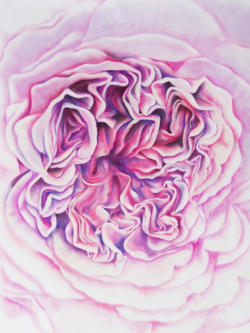 A Rose Is A Rose Std by Charlotte Hogg Design