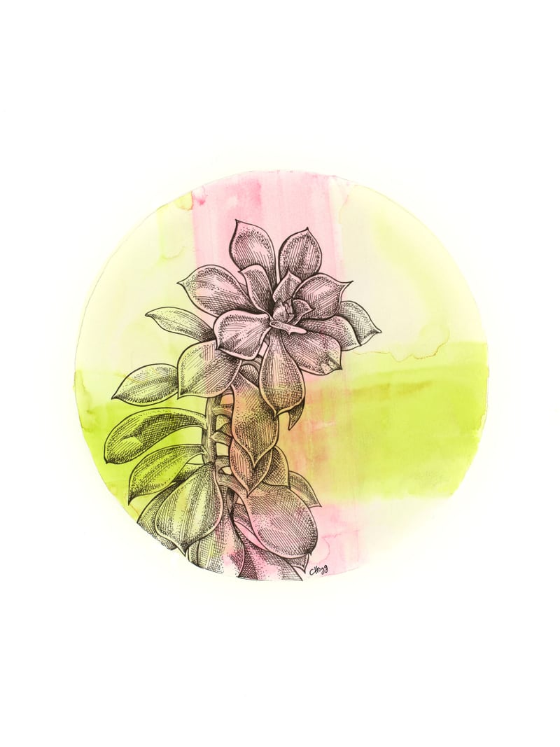 Succulent On Pink And Green by Charlotte Hogg Design