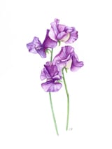 A Purple Posy Of Sweet Peas by Charlotte Hogg Design thumbnail