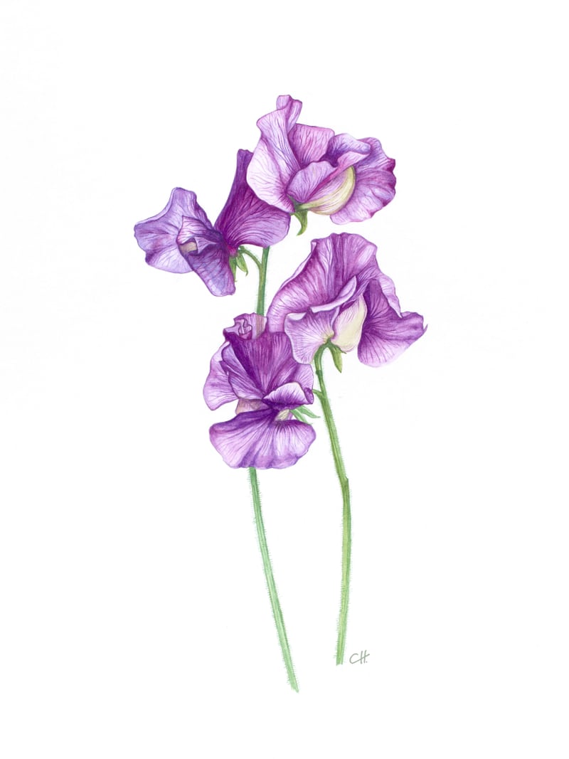 A Purple Posy Of Sweet Peas by Charlotte Hogg Design