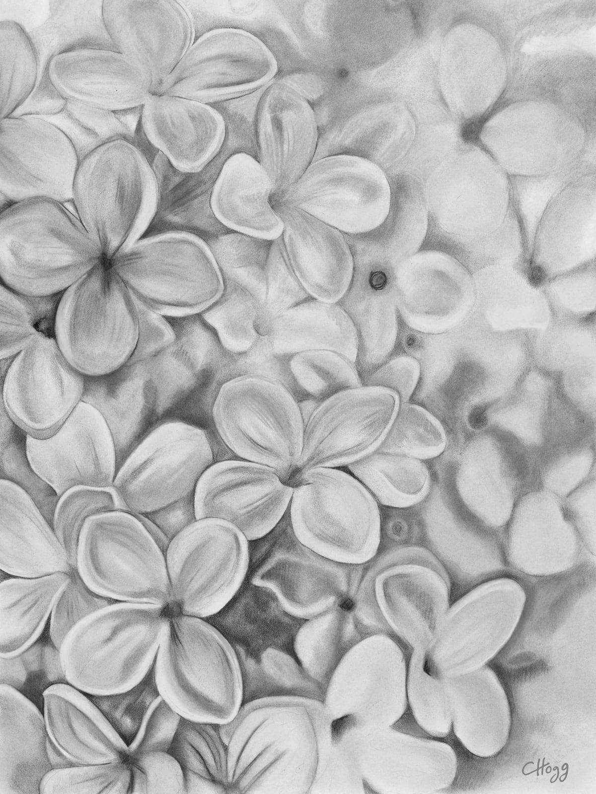 The Essence Of Spring in Monochrome by Charlotte Hogg Design